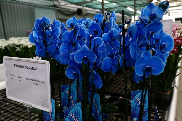 Orkide İthalatına Adana’dan Yerli Ve Milli Çözüm