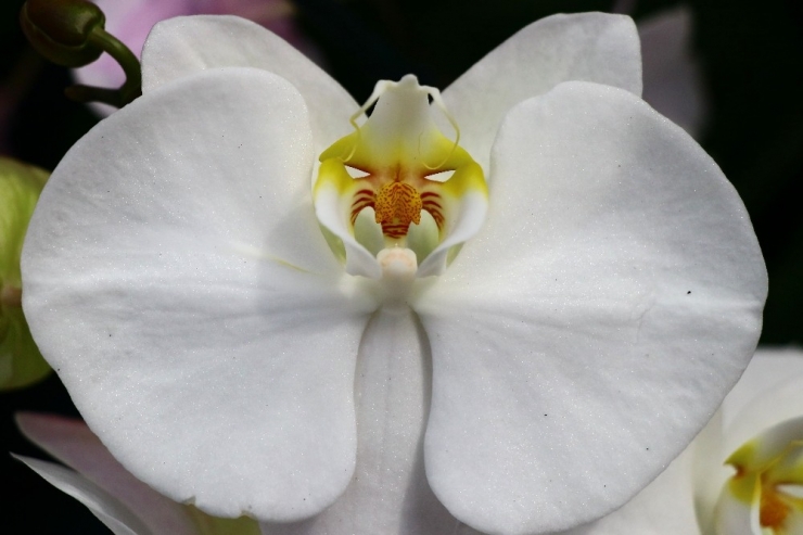 Orkide İthalatına Adana’dan Yerli Ve Milli Çözüm