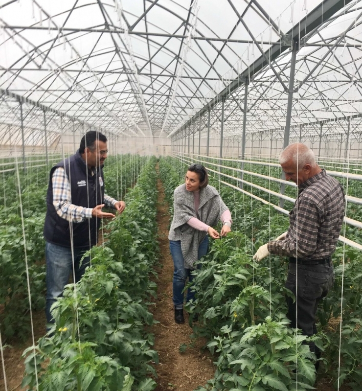 İslahiye Myo Organik Tarım Öğrencileri Serada Domates Yetiştiriyor