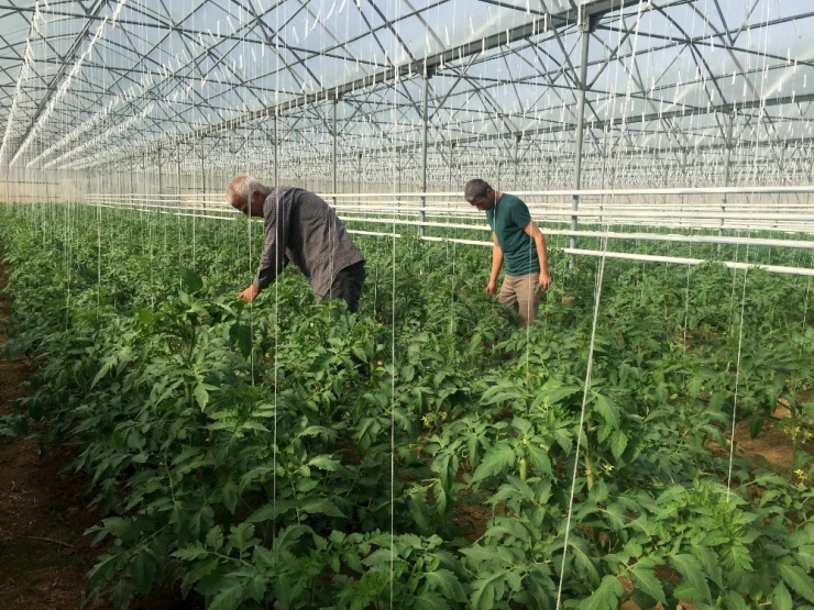 İslahiye Myo Organik Tarım Öğrencileri Serada Domates Yetiştiriyor