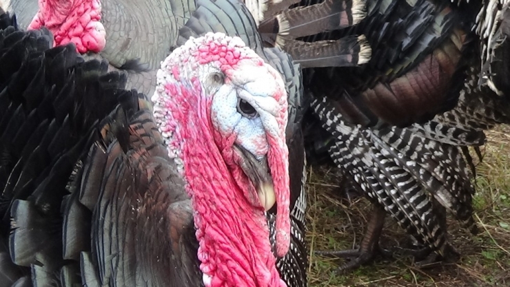 Yılbaşı Gecesi Sofraları Süsleyecekler