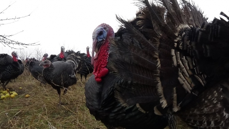 Yılbaşı Gecesi Sofraları Süsleyecekler