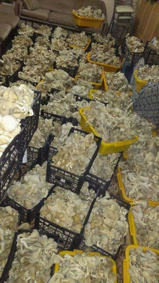 İstiridye Mantarı Yüz Güldürüyor