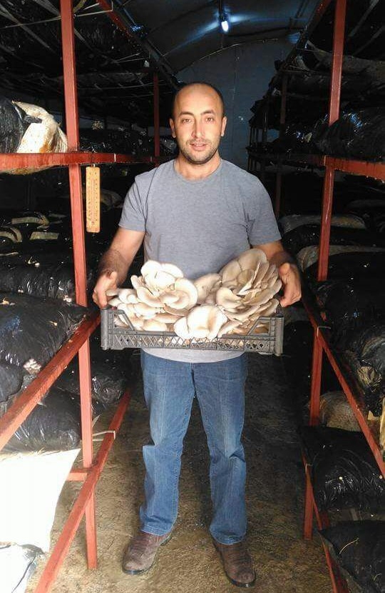 İstiridye Mantarı Yüz Güldürüyor