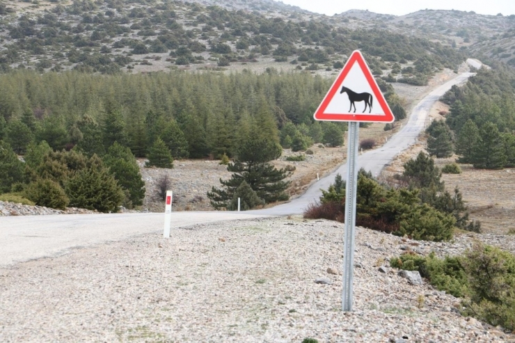 Sürücüler Levhalarla Yılkı Atlarına Karşı Uyarılacak