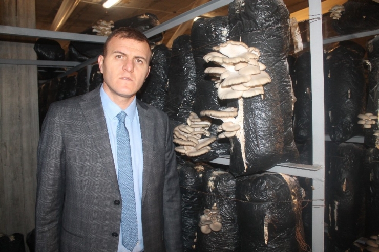 Kadın Çiftçi Aldığı Hibeyle İstiridye Mantarı Yetiştiriyor