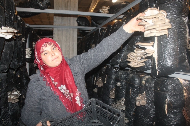 Kadın Çiftçi Aldığı Hibeyle İstiridye Mantarı Yetiştiriyor