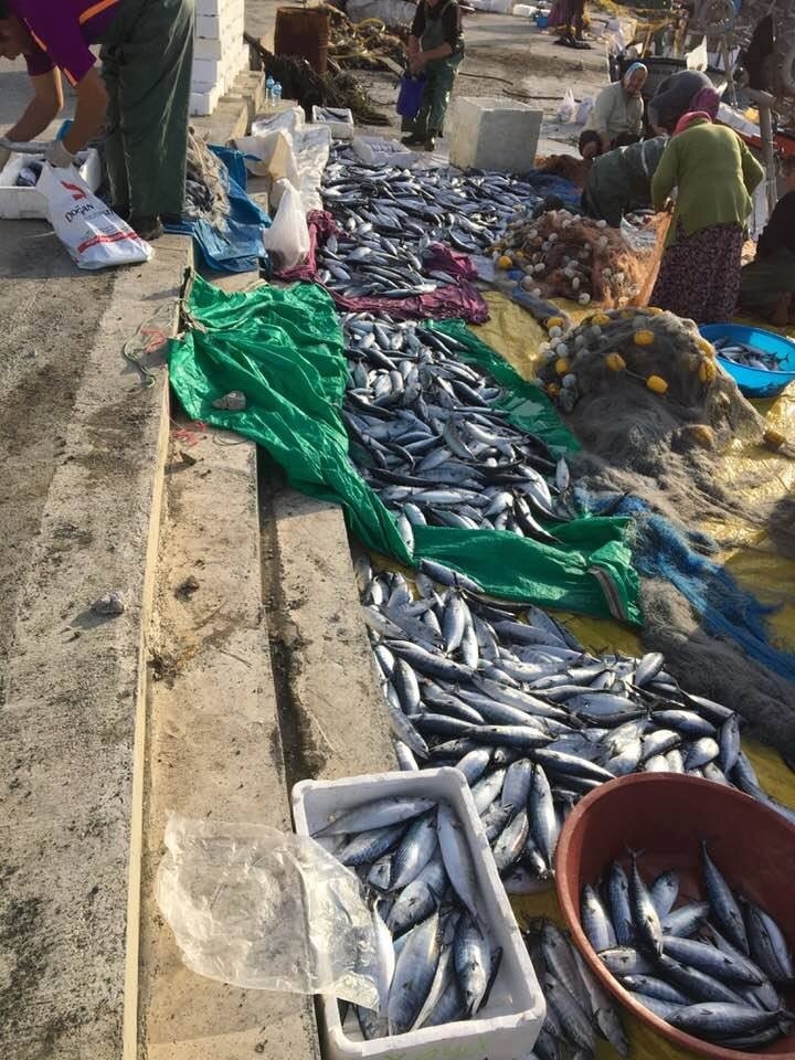 Ordu’da Palamut Sürprizi