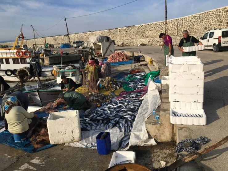 Ordu’da Palamut Sürprizi