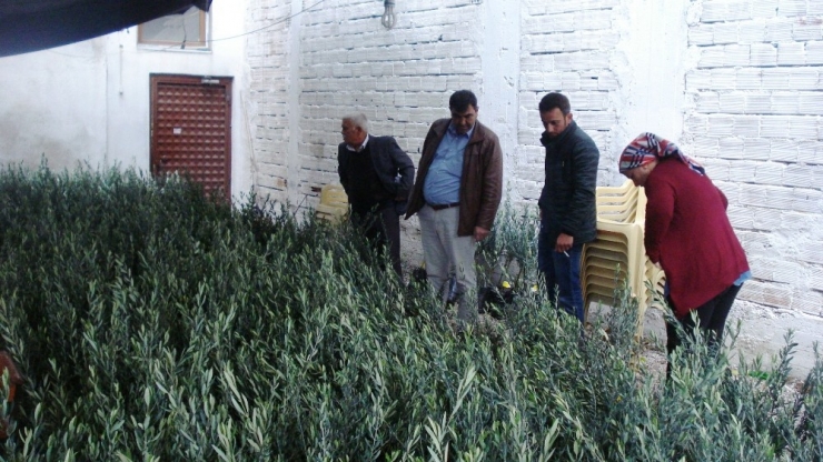Sarıgöl Ziraat Odası’ndan 15 Bin Zeytin Fidanı