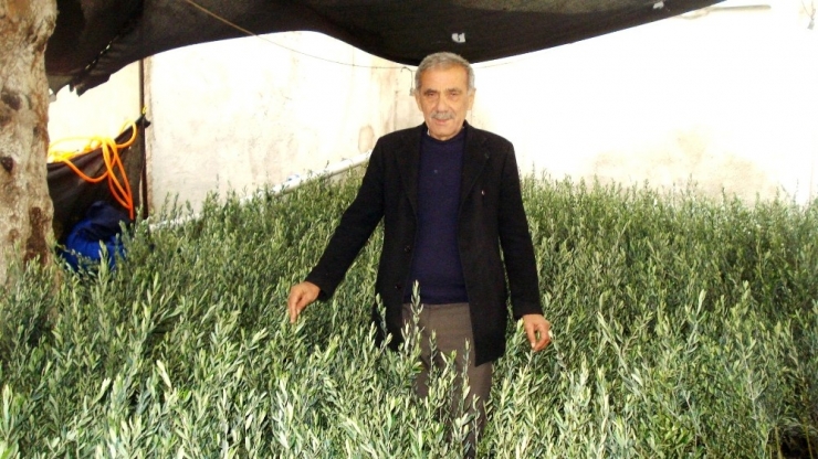 Sarıgöl Ziraat Odası’ndan 15 Bin Zeytin Fidanı