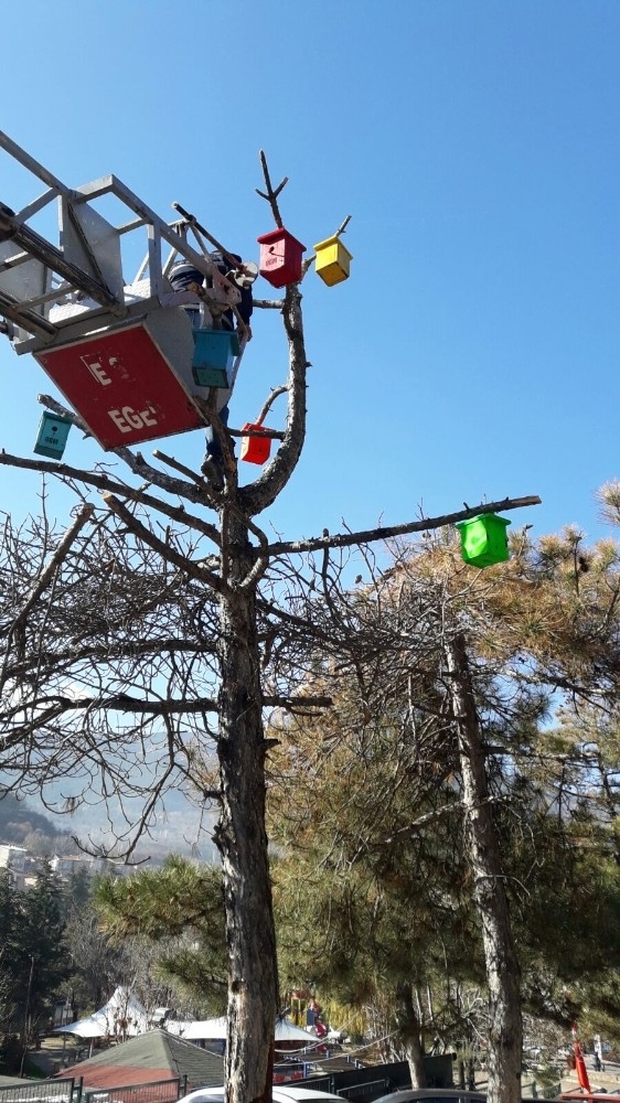 Simav’da Ağaçlara Kuş Yuvası