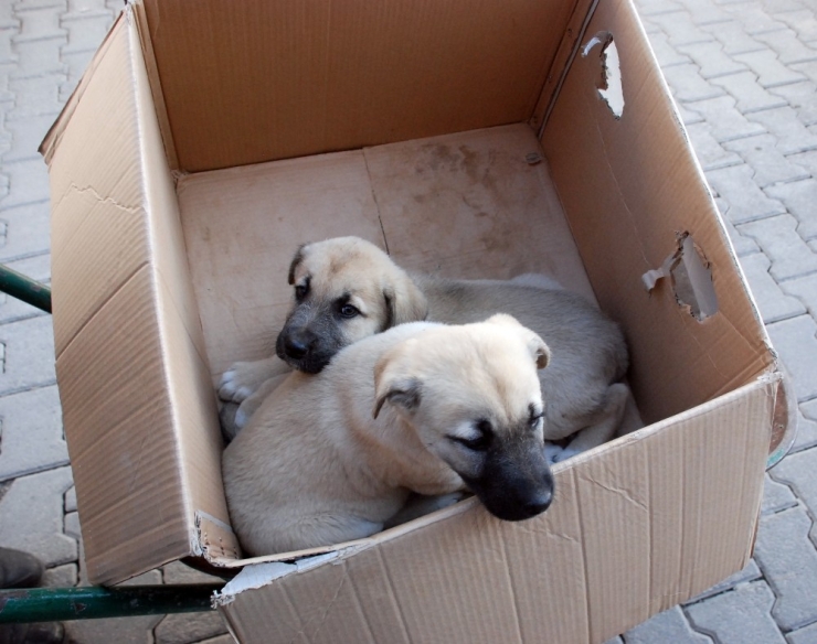 Hasta Olan Yavru Köpeklerini Veterinere El Arabasıyla Taşıdı