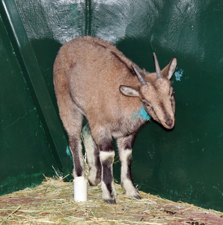 Köpeklerin Yaraladığı Dağ Keçisi Tedavi Altına Alındı