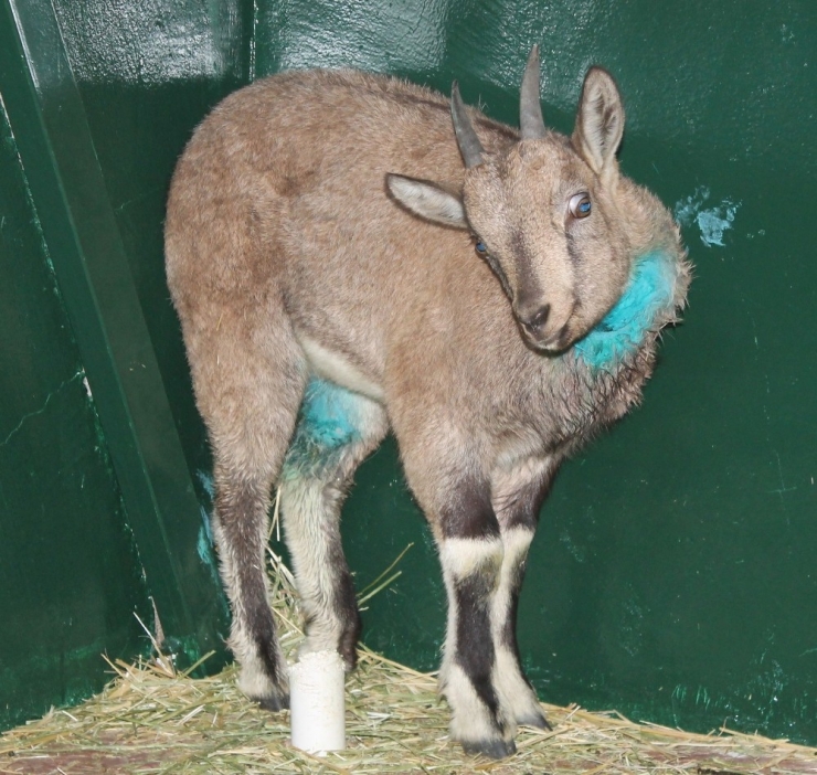 Köpeklerin Yaraladığı Dağ Keçisi Tedavi Altına Alındı