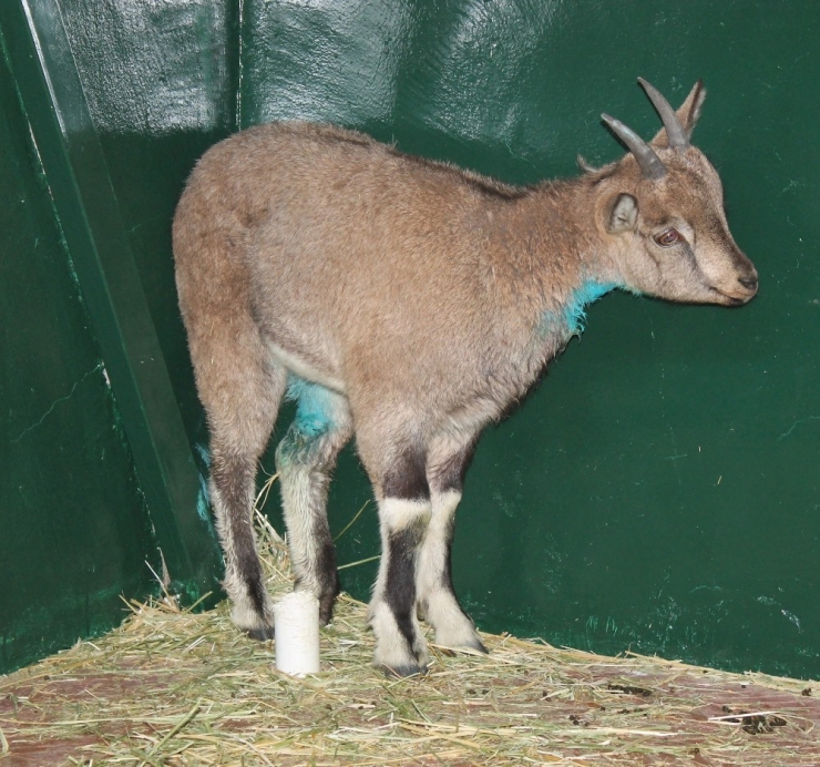 Köpeklerin Yaraladığı Dağ Keçisi Tedavi Altına Alındı