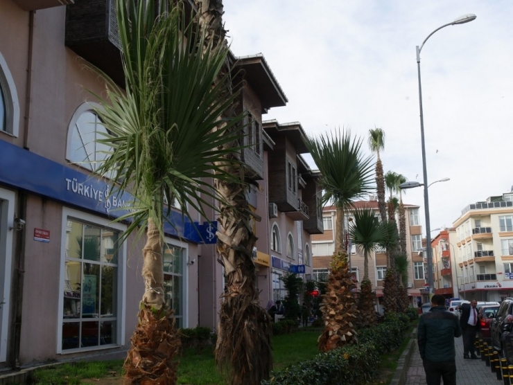 Palmiye Ağaçlarına Kışlık Giysi