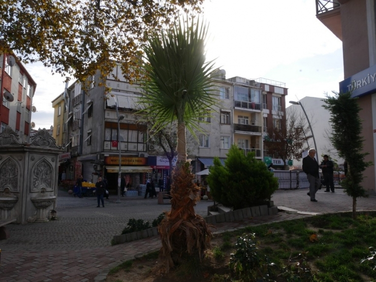 Palmiye Ağaçlarına Kışlık Giysi