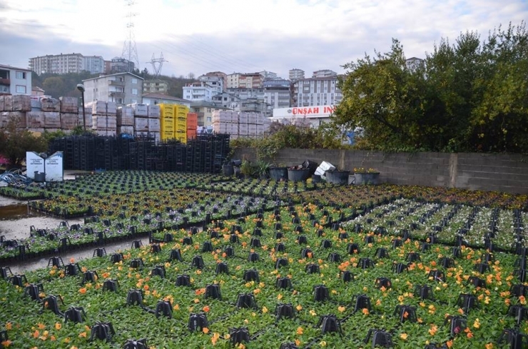 Alaplı’da Park Ve Bahçelerin Bakımı Sürüyor