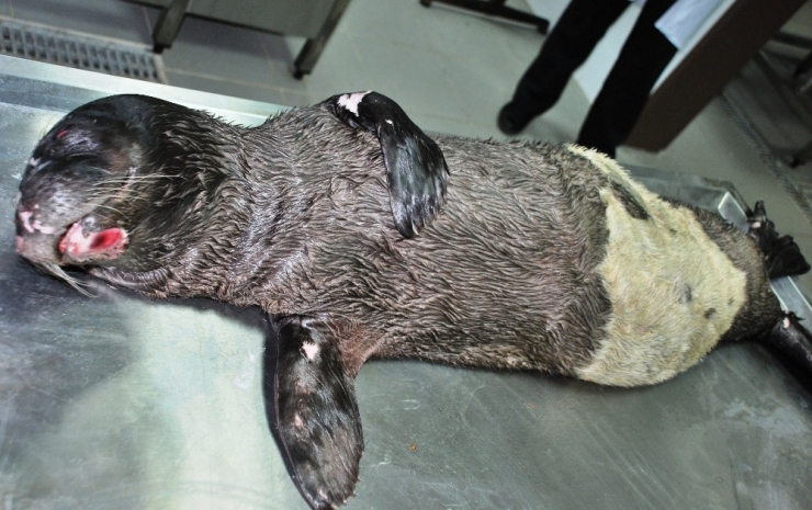 Fok Ölümlerinin Sebebi İnsanlar