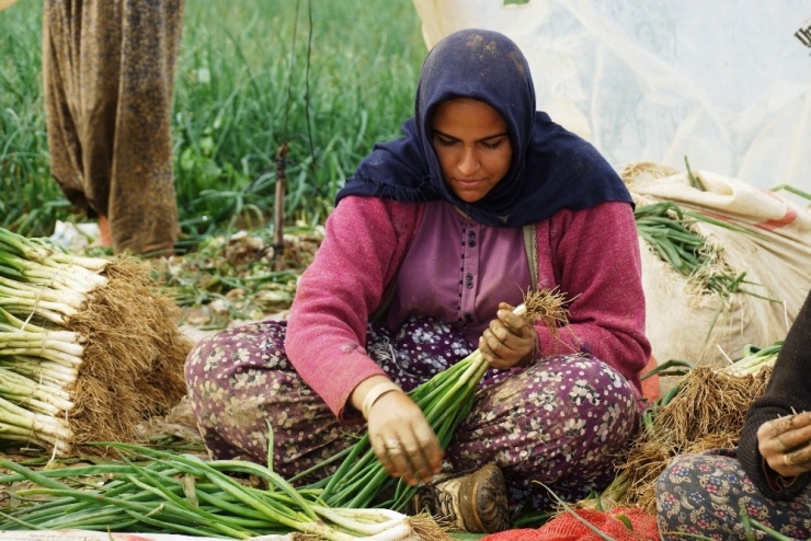 Yağmur Çamur Demeden Soğan İşliyorlar