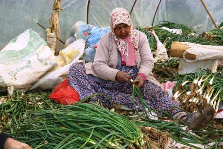 Yağmur Çamur Demeden Soğan İşliyorlar