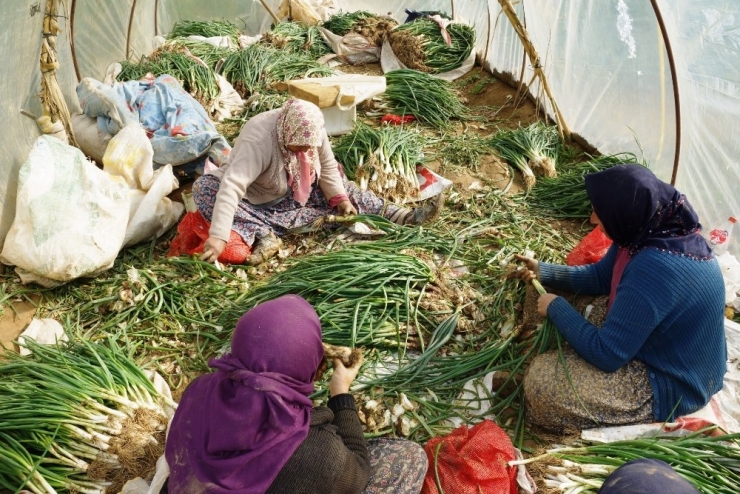 Yağmur Çamur Demeden Soğan İşliyorlar