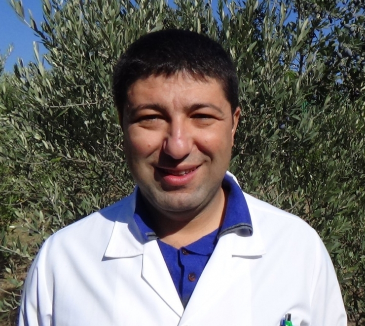 Sağlık İçin Zeytinyağında Erken Hasat Ve Soğuk Sıkımı Tercih Edin