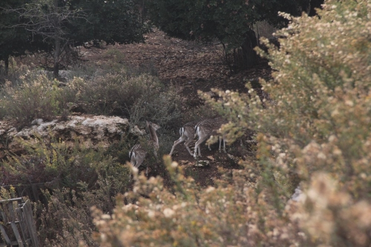 Hataylı Çiftçinin Doğa Sevgisi