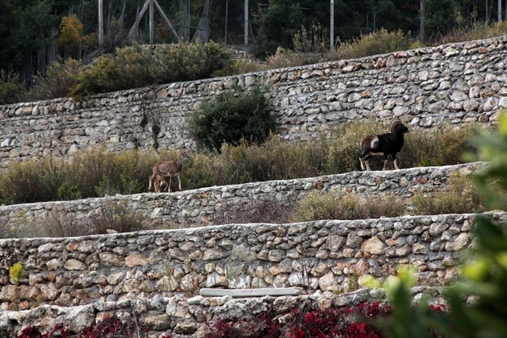 Hataylı Çiftçinin Doğa Sevgisi