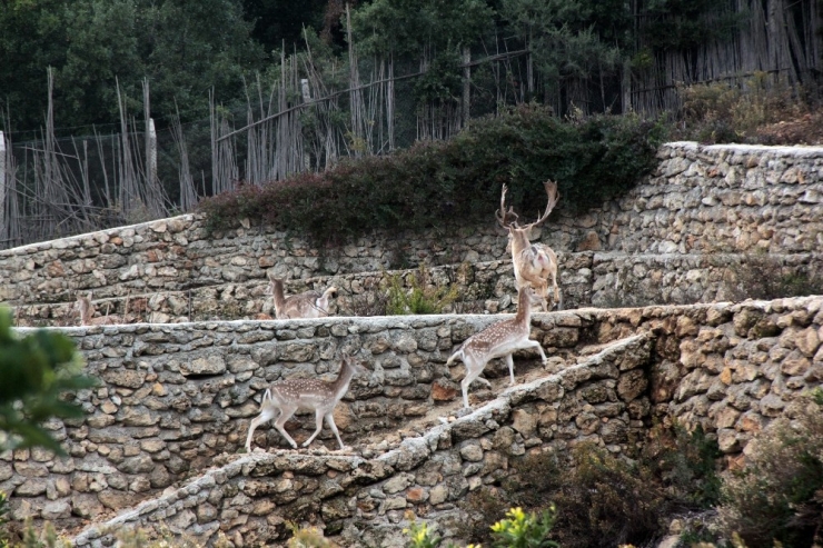 Hataylı Çiftçinin Doğa Sevgisi