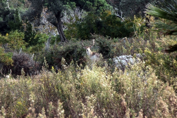 Hataylı Çiftçinin Doğa Sevgisi