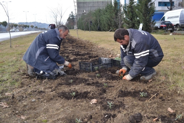 Karabük Lavanta Kokacak