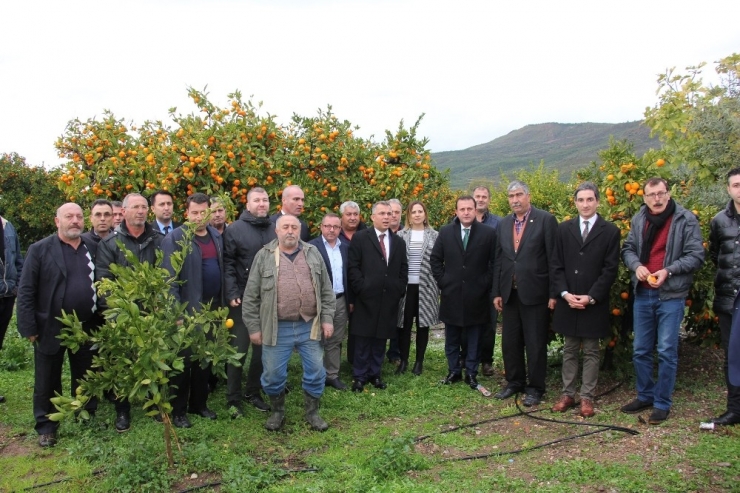 Başkan Soylu Mandalina Üreticisinin Yanında