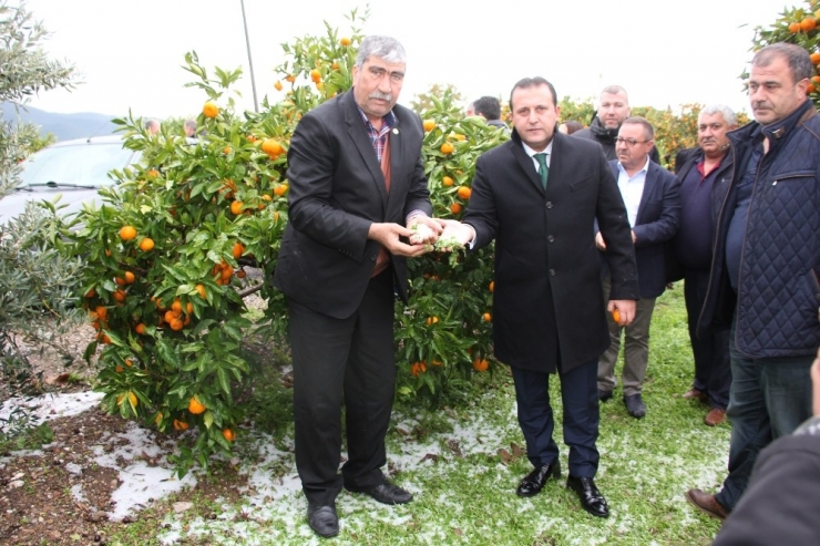 Başkan Soylu Mandalina Üreticisinin Yanında
