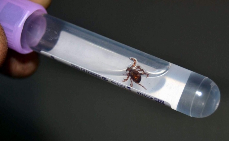 Yeni Aşı Geliştirebilmek İçin Kene Üretim Merkezi Kurdu