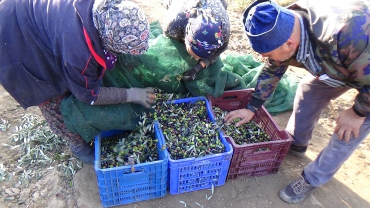 Sağlık İçin Zeytinyağında Erken Hasat Ve Soğuk Sıkımı Tercih Edin