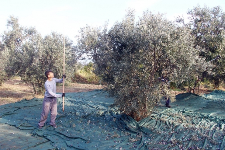Sağlık İçin Zeytinyağında Erken Hasat Ve Soğuk Sıkımı Tercih Edin
