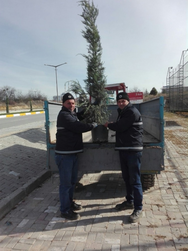 Simav’da Kaldırım Ve Refüjler Ağaçlandırılıyor