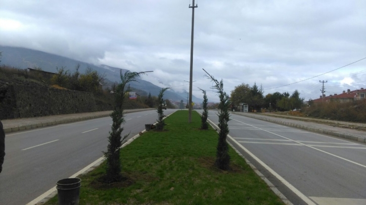 Simav’da Kaldırım Ve Refüjler Ağaçlandırılıyor