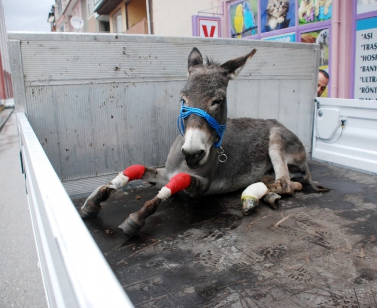 Yaralı Eşek İçin Seferberlik