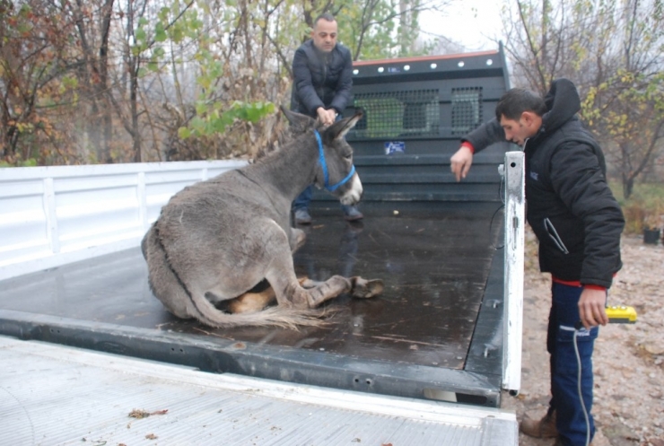 Yaralı Eşek İçin Seferberlik