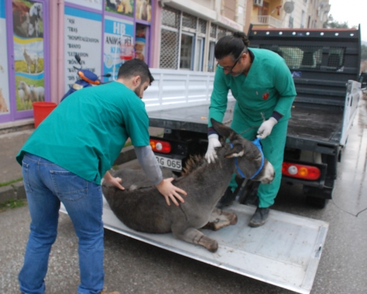 Yaralı Eşek İçin Seferberlik