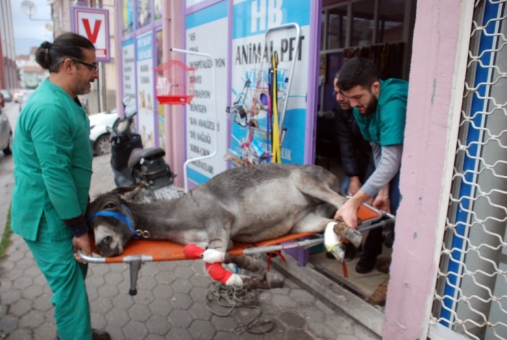 Yaralı Eşek İçin Seferberlik