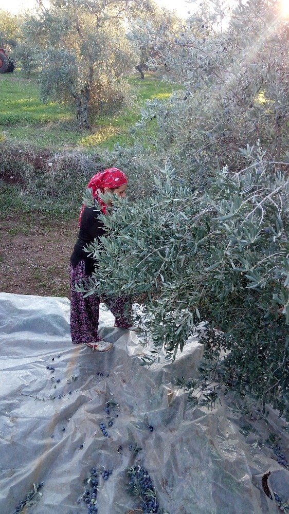 Döşemealtında Zeytin Hasadı