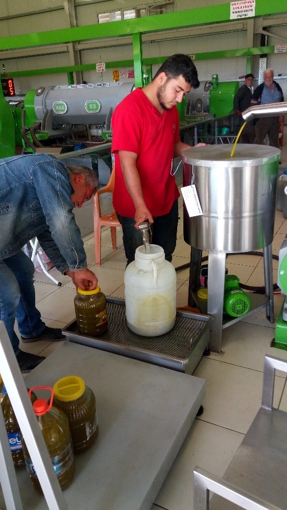 Döşemealtında Zeytin Hasadı