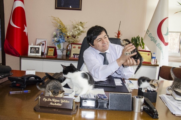 Hamile Kediye Başhekim Sahip Çıktı