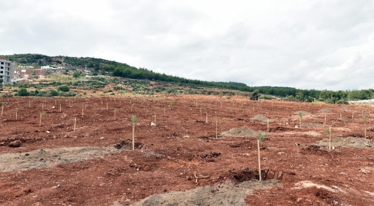 Kepez’e Bin Adet Çam Fıstığı