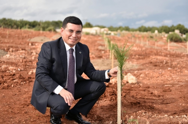 Kepez’e Bin Adet Çam Fıstığı