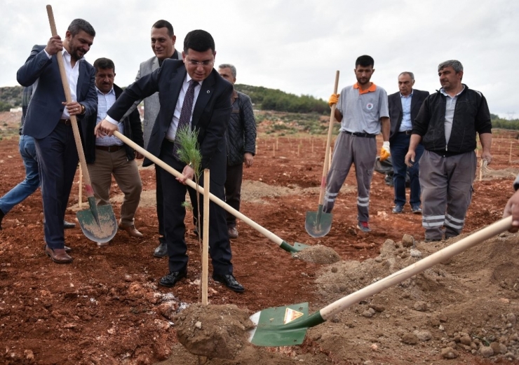 Kepez’e Bin Adet Çam Fıstığı